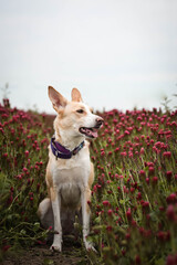 Jung white dog is sitting in tall shamrock. She has so funny face