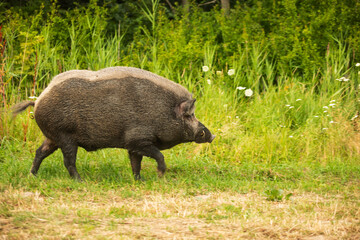 wild boar (Sus scrofa) the male goes pasture in the forest