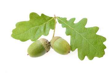 acorns with green oak leaves isolate on white.