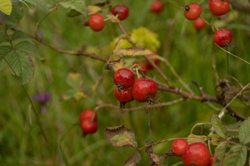 Rosehip bush with ripe red berries close-up.