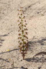 Drosera porrecta, northeast of Jurien Bay, Western Australia