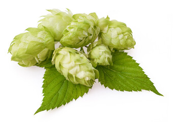 Fresh green hops cones for making beer and bread closeup isolate