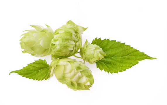 hop cones with leaf isolated on white background closeup.