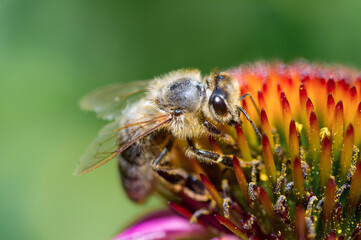 honey bee on a blossoming flower of Echinacea closeup