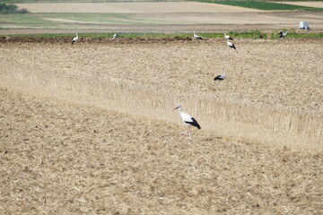 Viele Störche auf einem abgeernteten Getreidefeld