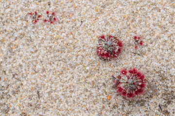 Drosera pedicellaris, northeast of Jurien Bay, Western Australia