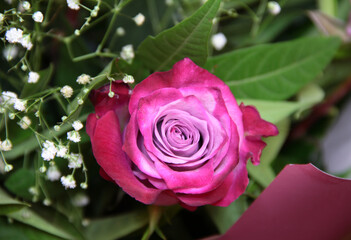 Colorful rose in a bouquet. Background with a rose.