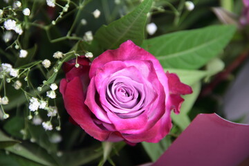 Colorful rose in a bouquet. Background with a rose.