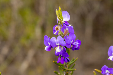 Hovea pungens, northeast of Jurien Bay, Western Australia