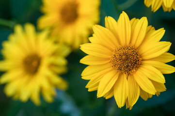 yellow flowers in the garden