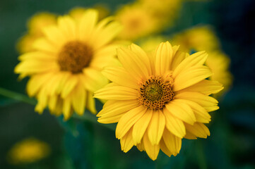 Yellow flowers in garden. Coreopsis. Summer flowers.