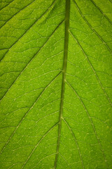 Fototapeta na wymiar Close up of Green leaf texture