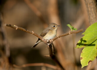 Close-up photo of a female red-breasted flycatcher (Ficedula parva) sitting on a branch against a blurred background. Soft morning light