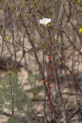 Drosera thysanosepala northeast of Jurien Bay, Western Australia