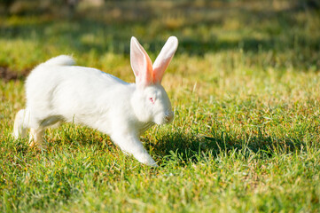 white rabbit jumping on green grass