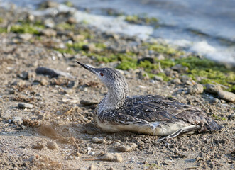 Close-up photo of a red-throated loon in winter plumage resting on the bank of the estuary