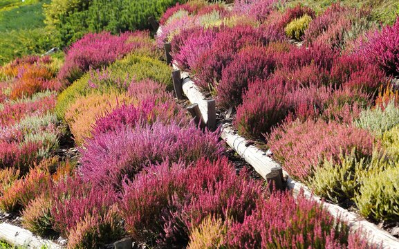 Heathers and heaths.