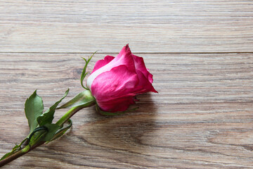 Purple rose on a wooden background. Flower on a light background.