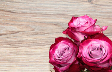 Fototapeta na wymiar Purple rose on a wooden background. Flower on a light background.