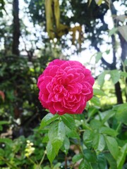pink and white roses