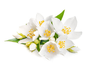 white jasmine flower with leaf isolated on white background