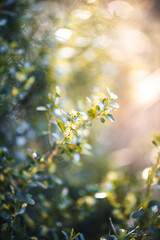 imagine, dreaming, flux de lumière ... nature