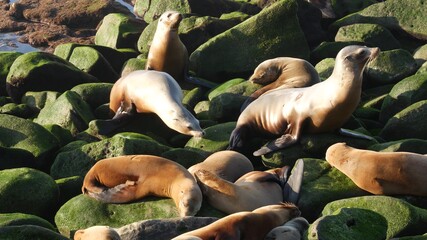 Sea lions on the rock in La Jolla. Playful wild eared seals crawling near pacific ocean on rock. Funny sleepy wildlife animals. Protected marine mammals in natural habitat, San Diego, California, USA © Dogora Sun