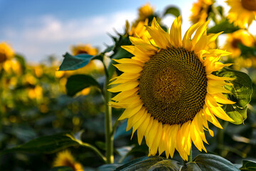 Fototapeta premium Sunflowers in the field