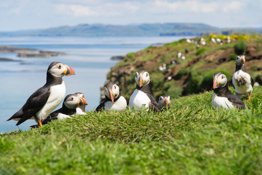 Group or family of Atlantic puffins, the common puffin, seabird in the auk family, on the Treshnish Isles in Scotland UK