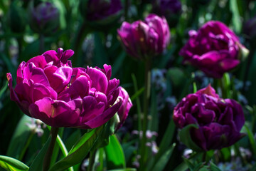 Beautiful dark pink peonies in the sunlight. Pink flowers are blooming at the field