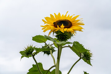 Sonnenblume, frontal vor weißem Himmel mit Hummel