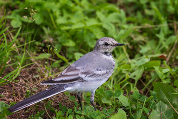 Ordinary Wagtail on a grass background