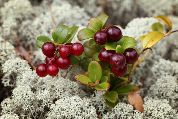 Ripe lingonberry on moss