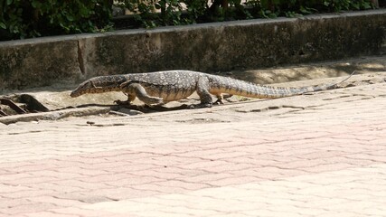 Asian common water monitor large varanid lizard native to Asia. Varanus salvator on the green grass near riverbank, lake or pond. Carnivore Reptile hunting. Wild dragon predator on Bangkok street