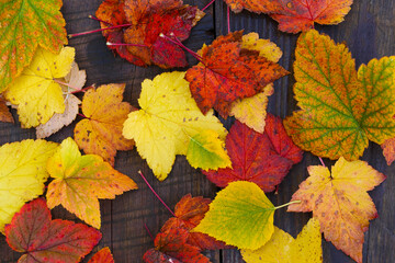 Autumn leaves on boards