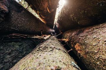 Inside view of the folded trunks of sawn trees - felling and logging - lumber