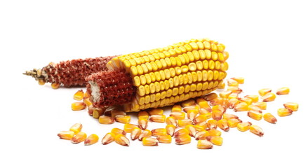 Ripe corn cob with kernels isolated on white background