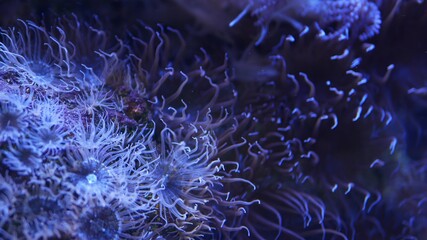 Soft corals in aquarium. Closeup Anthelia and Euphyllia corals in clean blue water. marine underwater life. Violet natural background, copy space selective focus, endangered species, global warming.