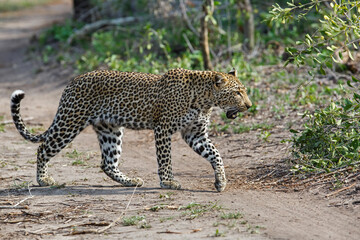 Leopard searching for prey in Sabi Sands Game Reserve in the Greater Kruger Region in South Africa