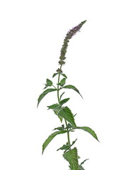 Mint plant, stalk with green leaves and purple flower isolated on white background, clipping path