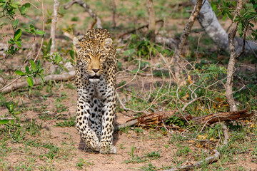 Leopard searching for prey in Sabi Sands Game Reserve in the Greater Kruger Region in South Africa