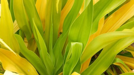 Variegated green yellow foliage. Long motley green yellow tropical plant leaves in garden. Natural tropical exotic background.