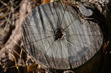 old tree stump, cutting down of green plantings