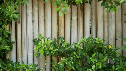 Bamboo fence surrounded by lush vegetation. Durable bamboo fence and bright green bushes in Thailand. Natural background. Juicy exotic tropical leaves texture backdrop with copyspace.