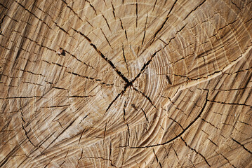 old tree stump, cutting down of green plantings