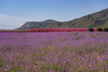 Peach blossom in Jumilla in the Murcia region in Spain
