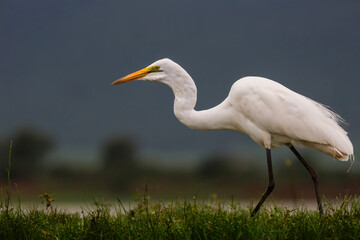 Great white egret wading in a waterhole in Zimanga Game Reserve near the city of Mkuze in South Africa
