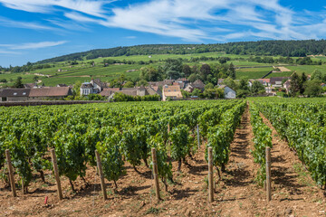 Fototapeta na wymiar View of in the vineyard in Burgundy Bourgogne home of pinot noir and chardonnay in summer day with blue sky. Cote d'Or