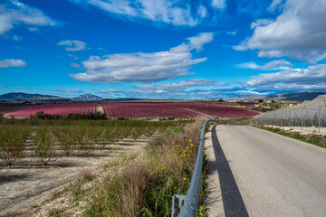 Peach blossom in Ascoy near Cieza in the Murcia region in Spain