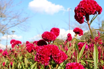 花　ケイトウ　赤　風景　秋